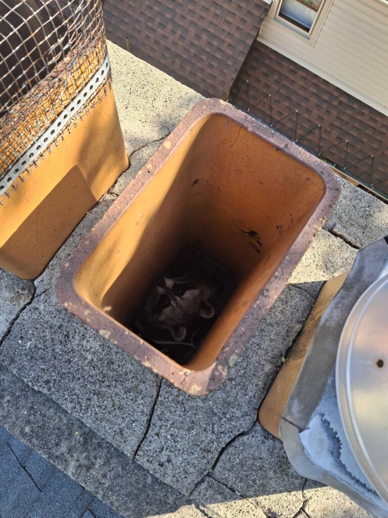 Animal Removal Arenac County