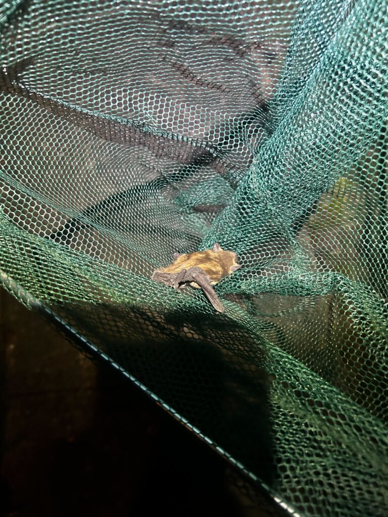 Animal Removal Arenac County