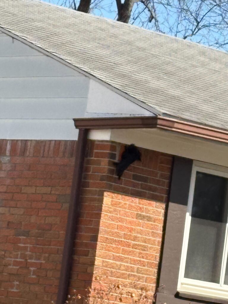Animal Removal Arenac County