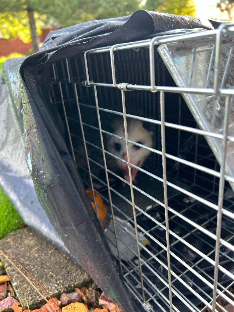 Animal Removal Arenac County