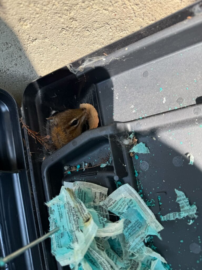 Animal Removal Arenac County