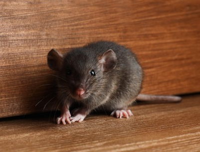 Animal Removal Arenac County