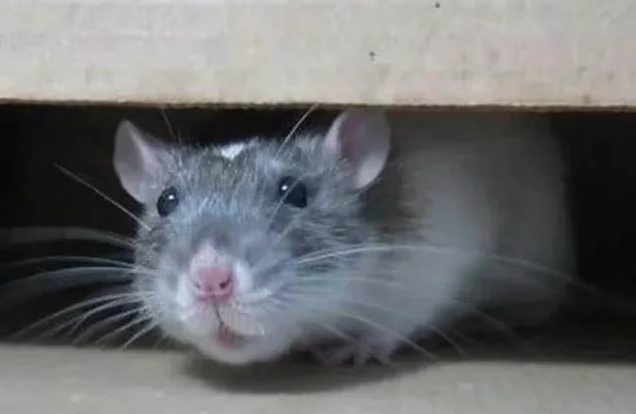 Animal Removal Arenac County